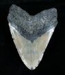 Inch Megalodon Shark Tooth #4062-2